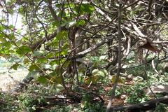 Bauhinia vahlii